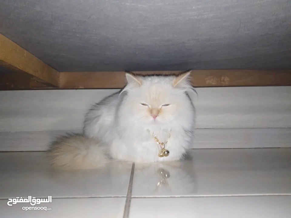 قطه هملاياء