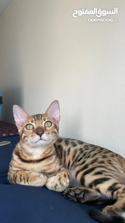 Bengal Cat with Passport!