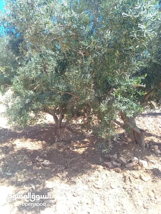 مزرعة للبيع من اراضي غرب عمان  منطقة البصة (ابو السوس ) للبيع بسعر مغري