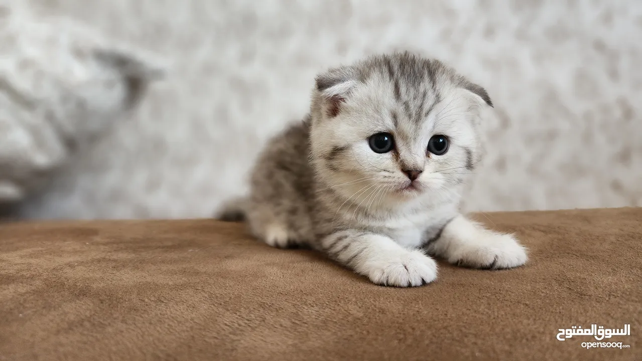 Scottish folds