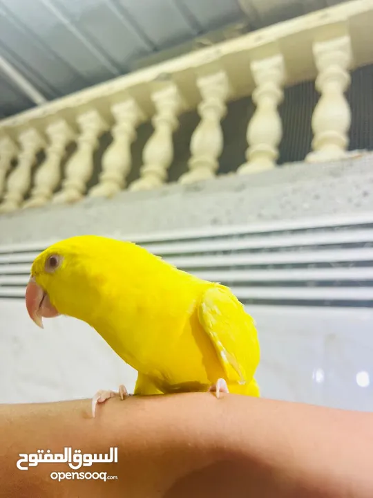 white and yellow  ringneck parrot full handtame