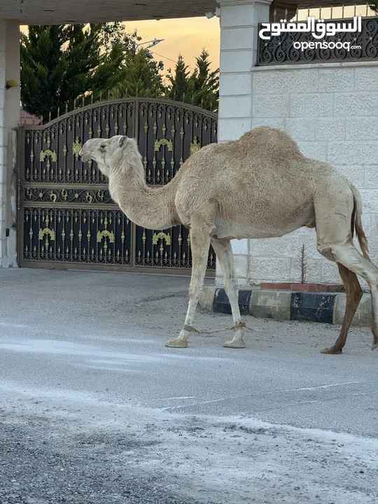 ناقه ضحيه طيبه قصا. وسعر حروق