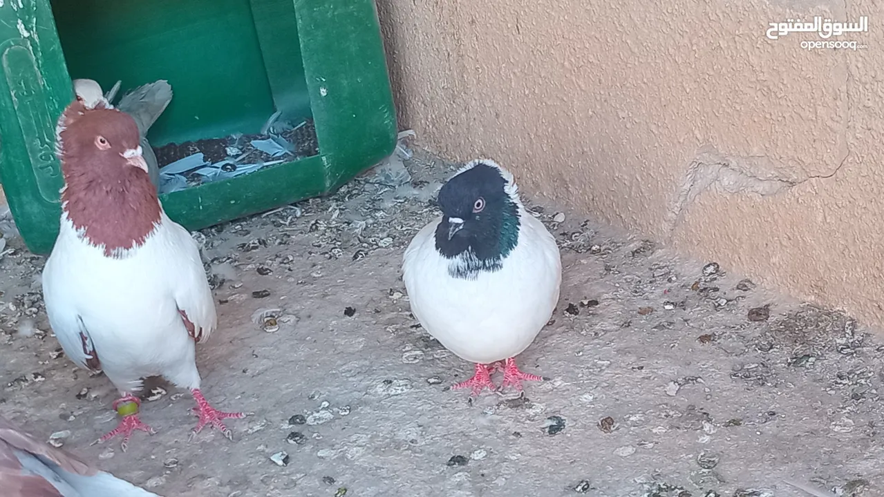 جوز ارباش بطارد ع بيض للبيع