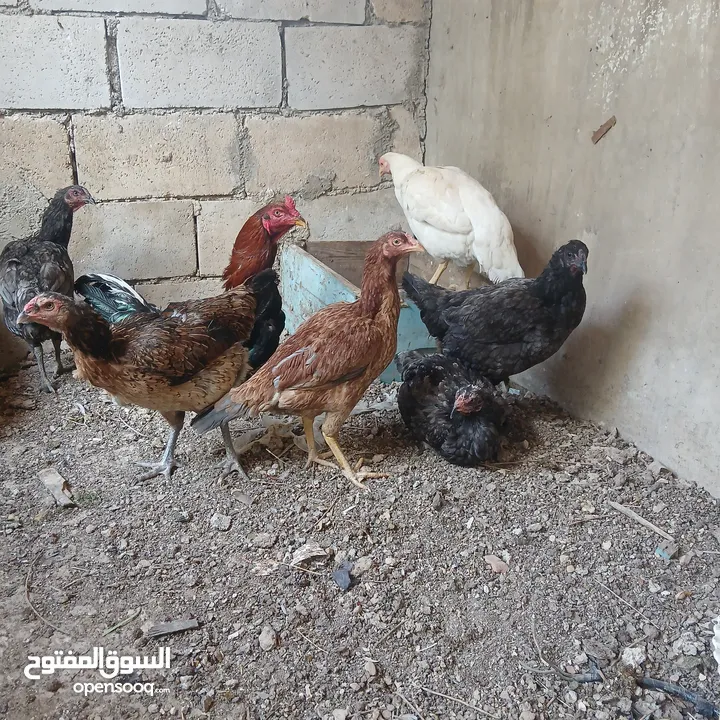 بيض دجاج باكستاني خط اول تبارك الله
