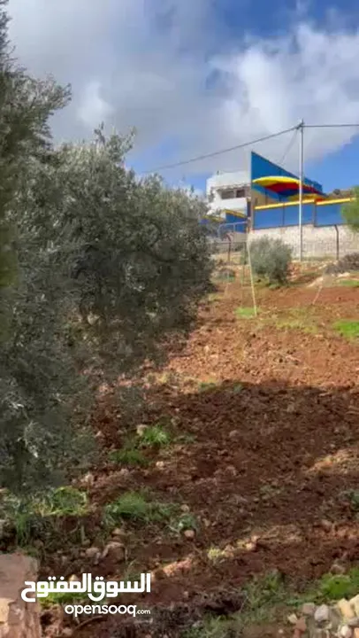 مزرعه للبيع من الملك مباشره