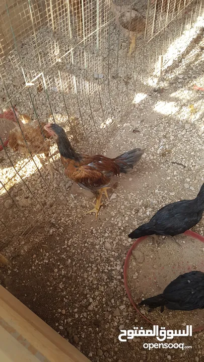 دجاج بكستاني