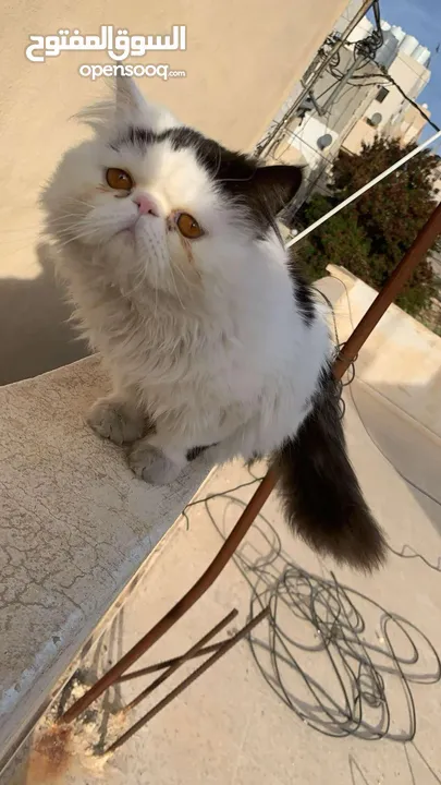 ذكر بيرشين للبيع