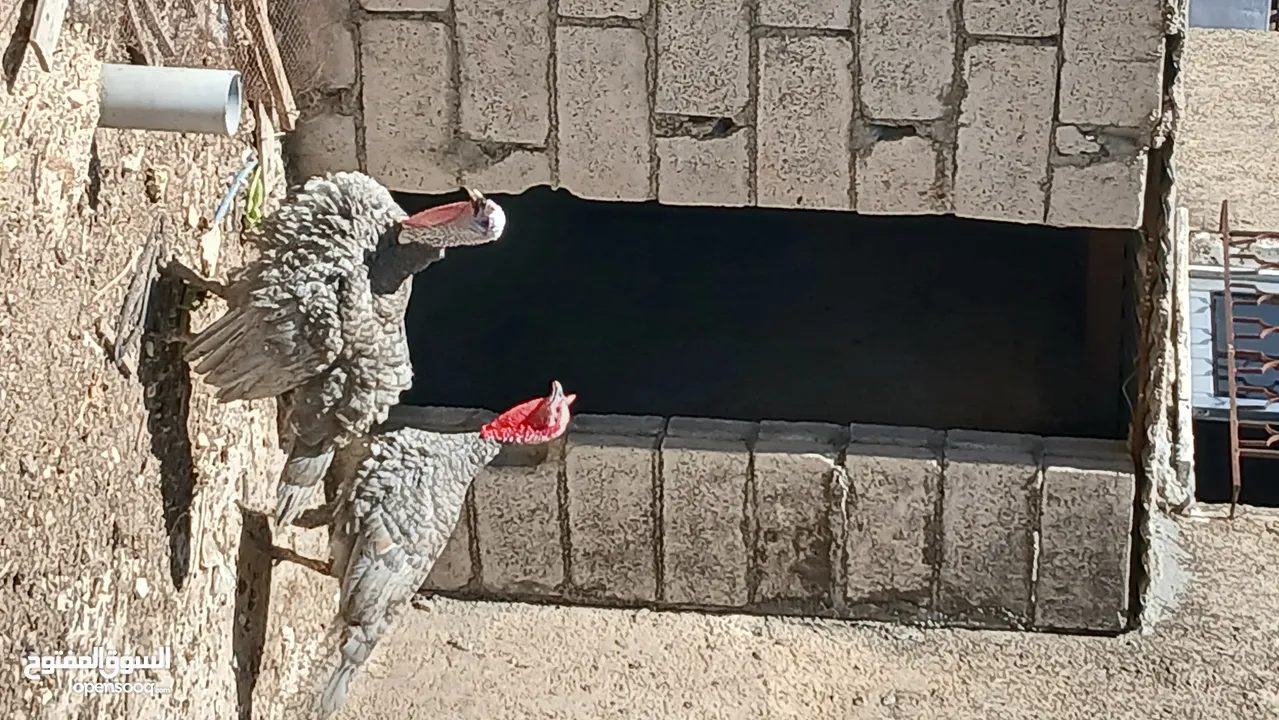 ديوك حبش فراخ بدايه خيرهم