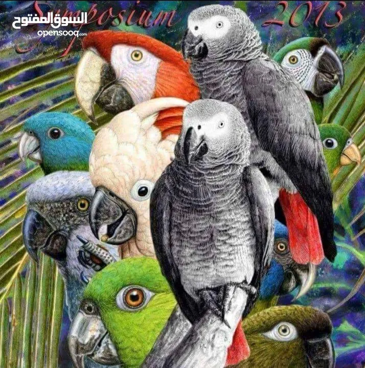ترويض جميع انواع الببغاءات