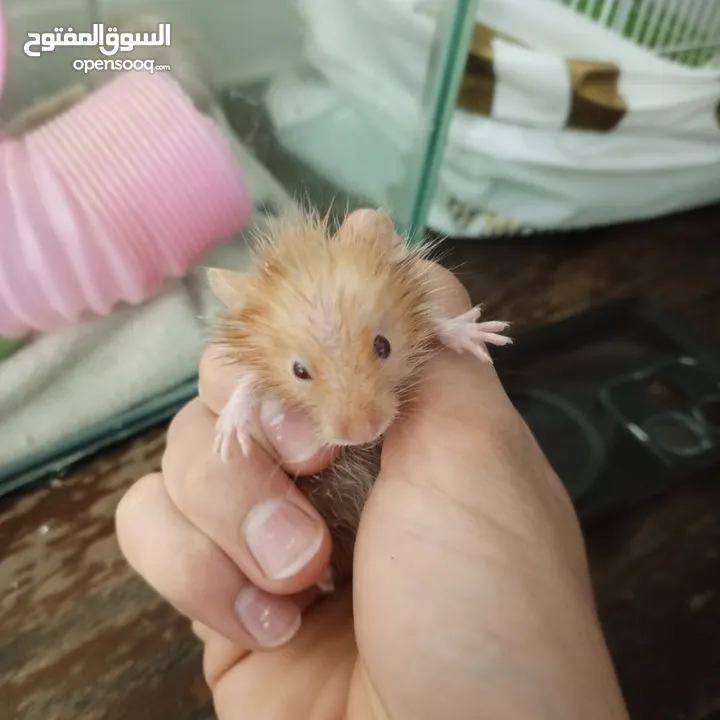 هامستر اللونغ هير و شورت هير عدد 4 عمر شهر للبيع  سعر الواحد 6 الجوز 10