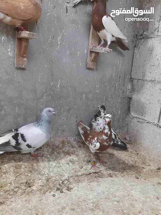 متاح طيور حمام مخاليف وفراخ