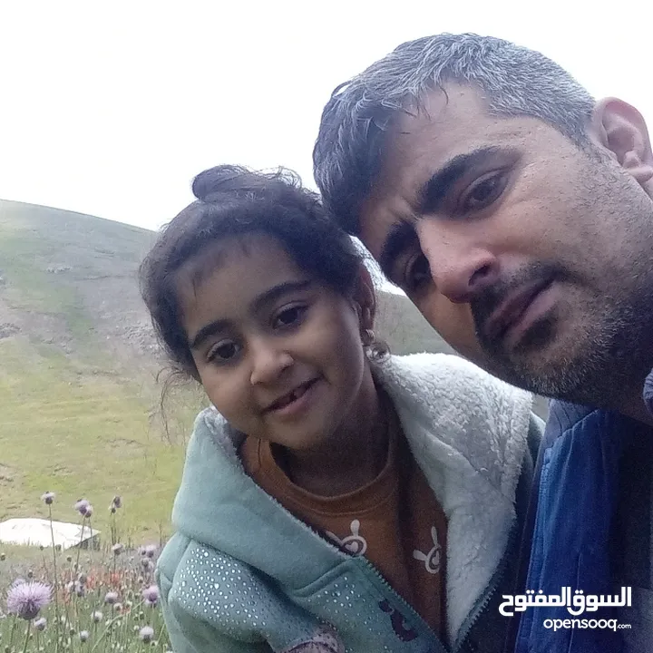 "مشمش أذربيجان"ایران