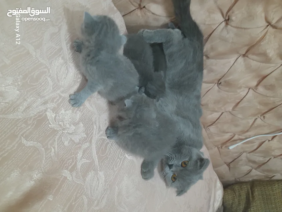قطط سكواتش فولد  الام والاب  نفس الفصيله الاذن  قصيره   لس لم يتم الفطام البيع الام  والاولاد
