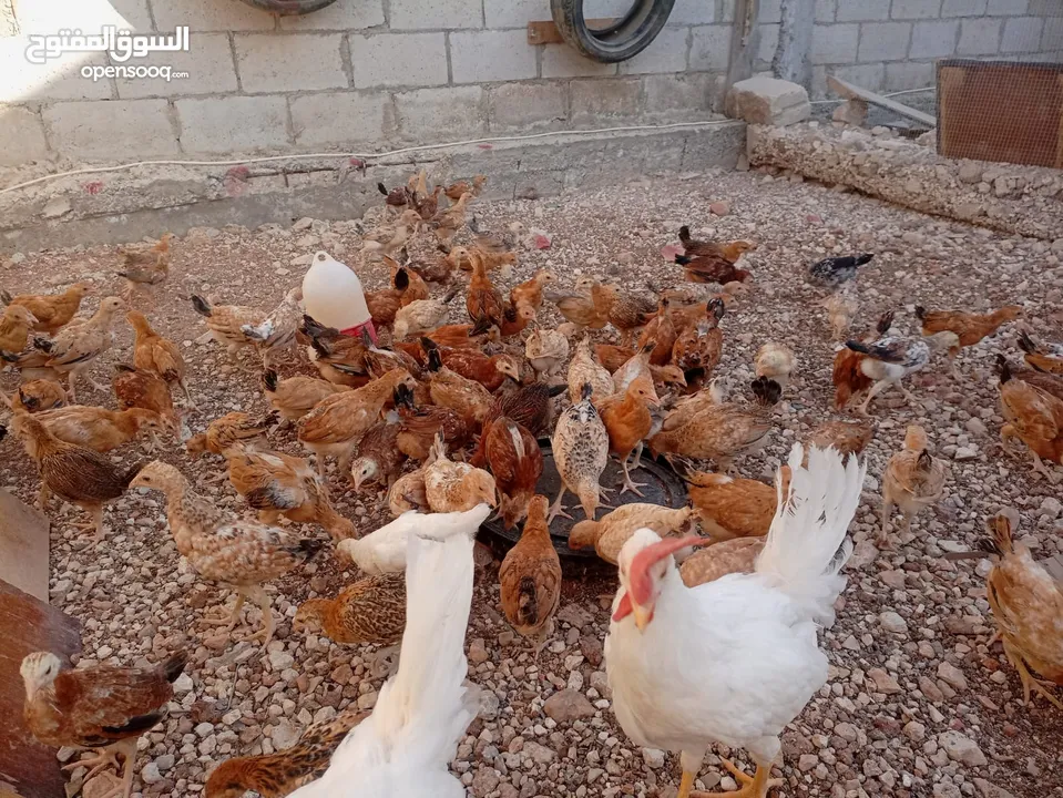 صوص بلدي عمر 38 يوم   صوص بلدي عمر 18 يوم