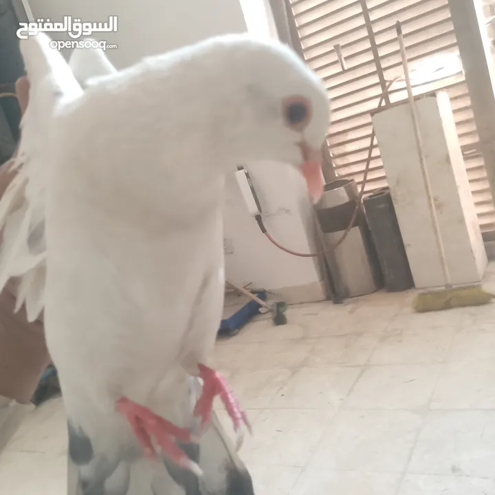 حمام بلدي شغال وصحه قويه شغل تربايه ومشروع زغاليل