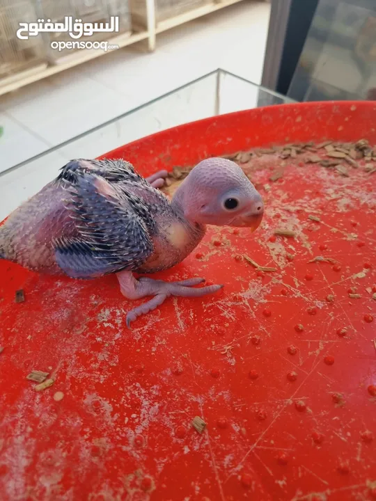 Small Green parrot