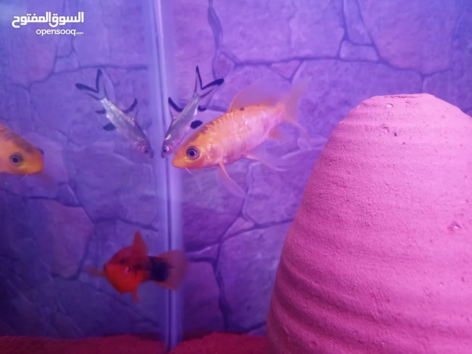 سمك سلفر بارب،سلفر شارك، كوي طفرات، سيكلد طفرات