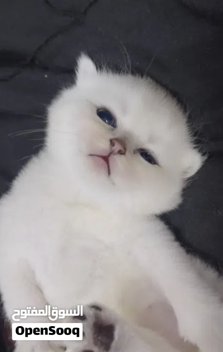 Pure Scottish/ بيور سكوتش