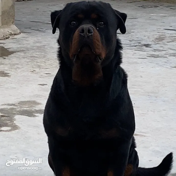 Rottweiler Fci registration with intermediate jordan champion