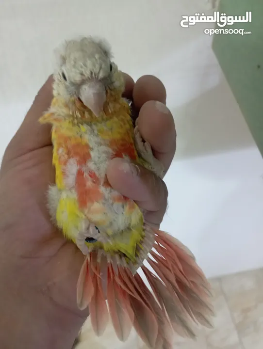فراخ جرين شيك