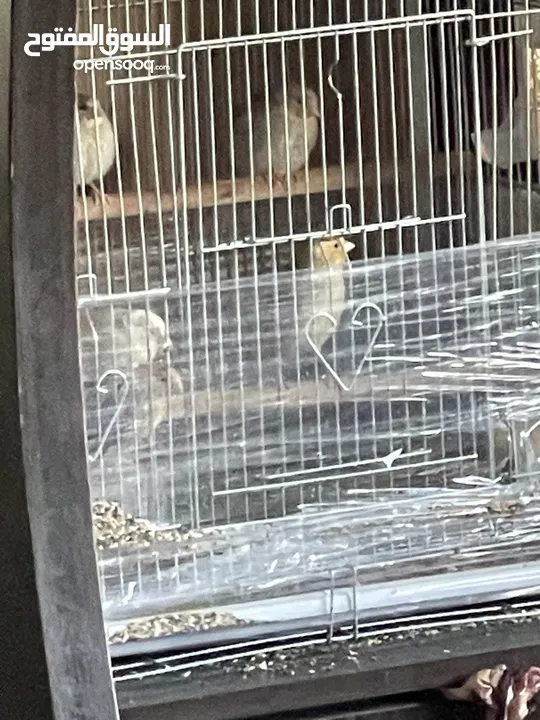 يوجد طيور كناري مميزة وجميلة في الخليل