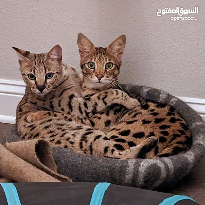 قطط بنغالية صغيرة جميلة متاحة