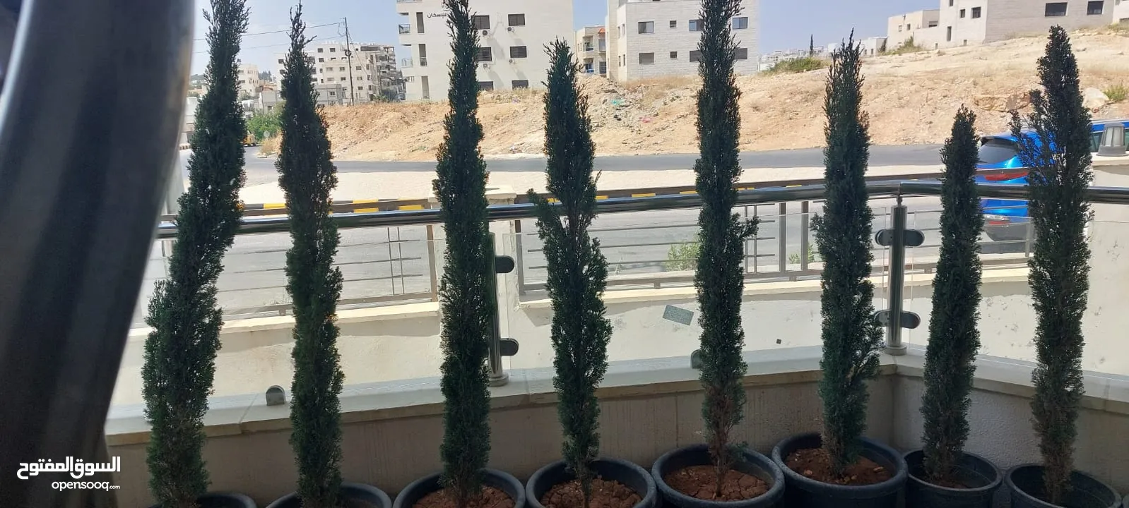 شجار طبيعي