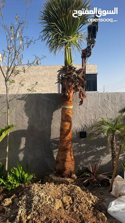 أشجار نخيل للبيع