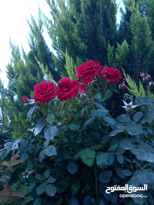 مزرعة وفلة للبيع بموقع ممتاز