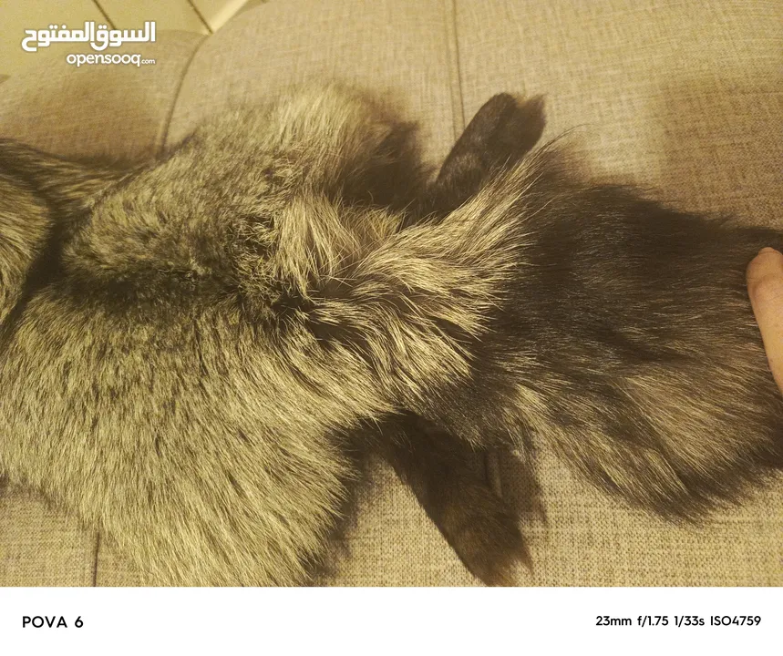 فروه silver fox