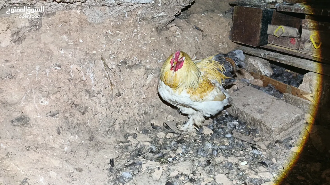 ديوك براهما بيور