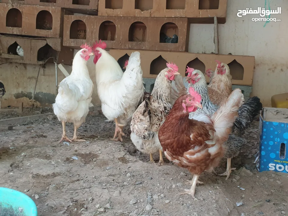 للبيع دجاج الهولندي الفاخر الاصل الحجم الضخم منتج يومي وحجم البيض كبير الحجم البيض الاحمر