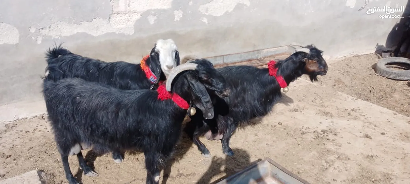 4معزا كفالة حليب 3خمسيات وحده جميع