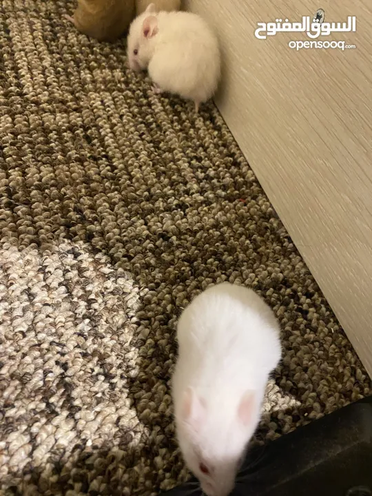 hamster هامستر للبيع عدد 7
