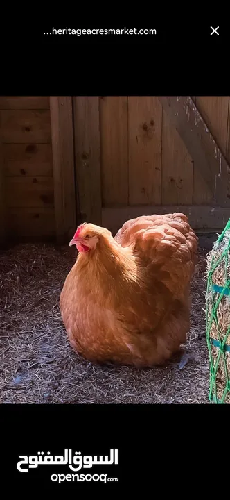 مطلوب دجاج من نفس النوع الظاهر بل صورة للتواصل عل خاص _________________________