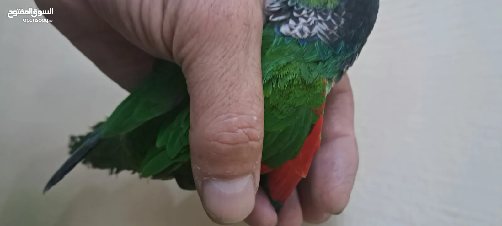 ببغاء جرين شيك لون مميز جدا متكلم بحكي بابا تعال حبيبي كوكو السلام عليكم