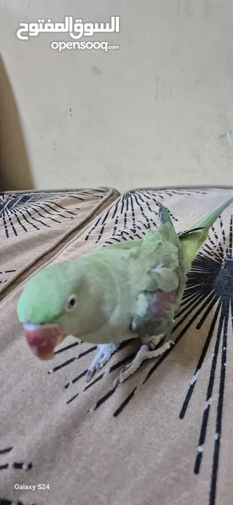 متوة نثية نيبالية أليفة ومتكلمة