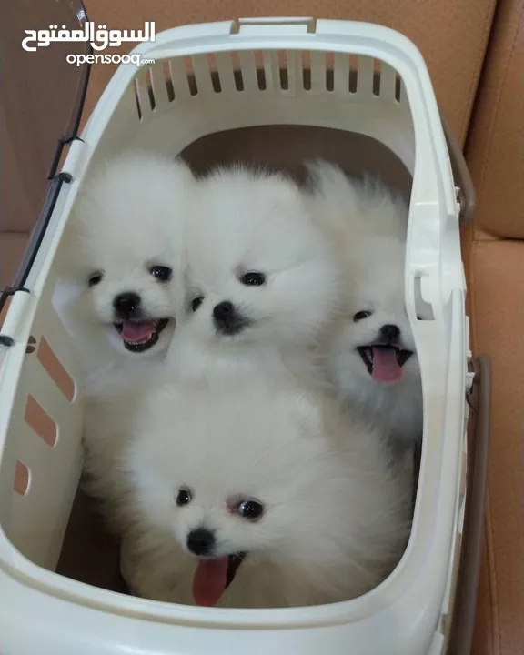 Healthy Pomeranian puppies