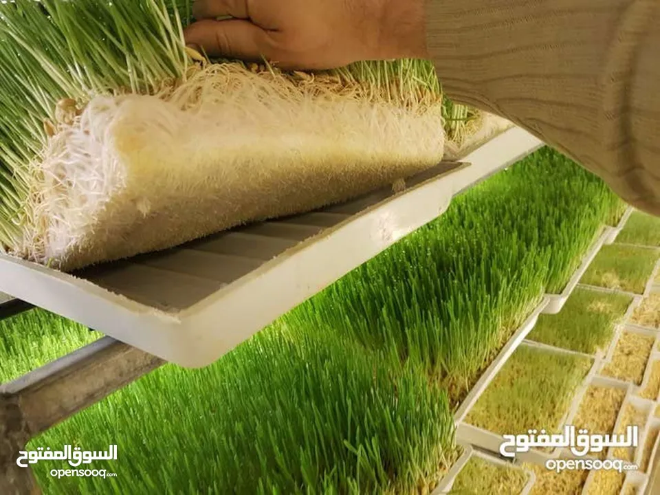استنبات شعير  شعير مستنبت Sprouted   صواني استنبات شعير Barley germination barley