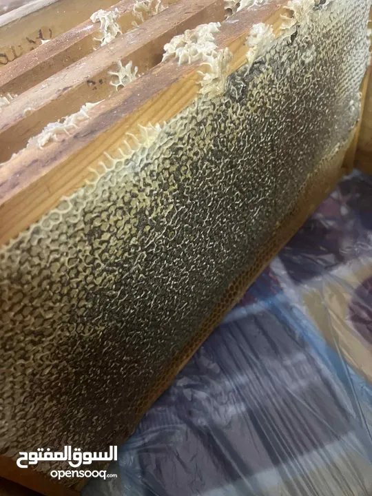 عسل حمضيات بلدي أصلي من كفريوبا