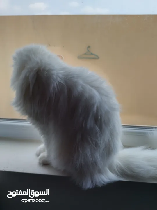 Pure white Persian kitten