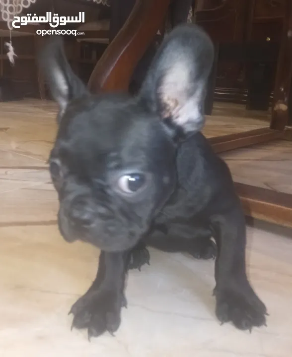 french bulldog female black 65 days