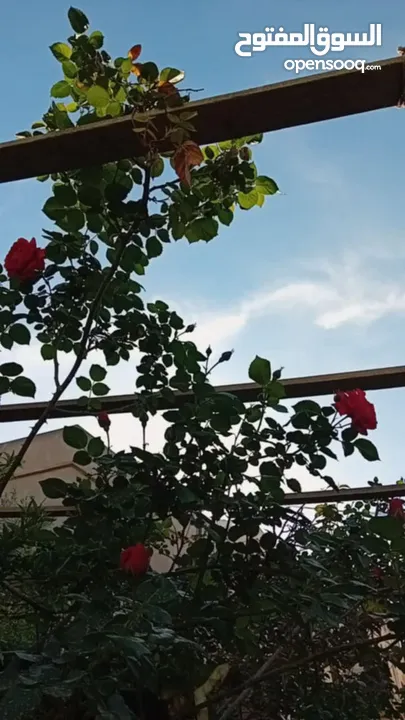 بيت ومنازل للبيع