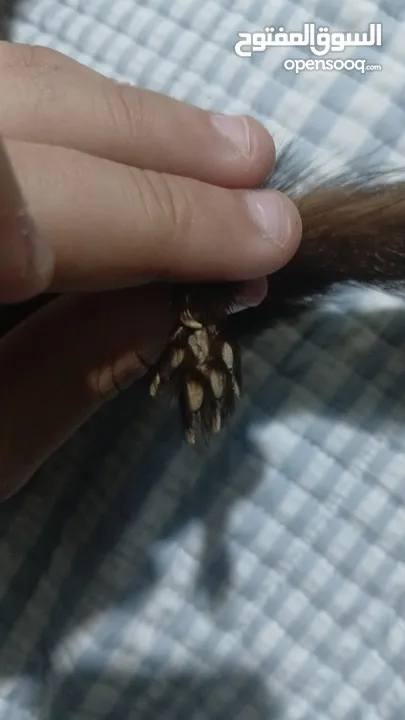 حيوان mink محنط الحيوان نادر