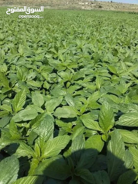 ملوخيه شغل بيت 4كيلو اخضر ب 10د ناشف الكيلو 5  اقل سعر  ملوخيه السنه نخبب  ملوخيه مغسله ونضيفه وجاهز