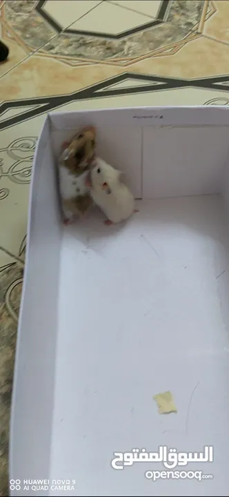 Hamster , Male & Female for Sale