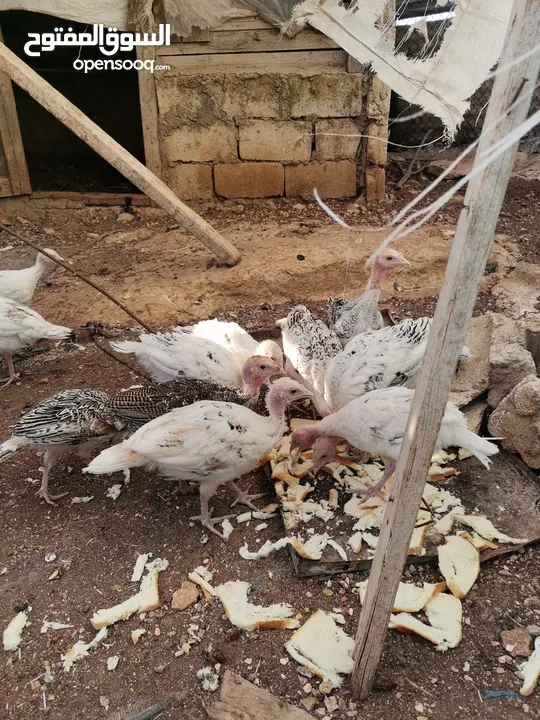دجاح رومي حبش
