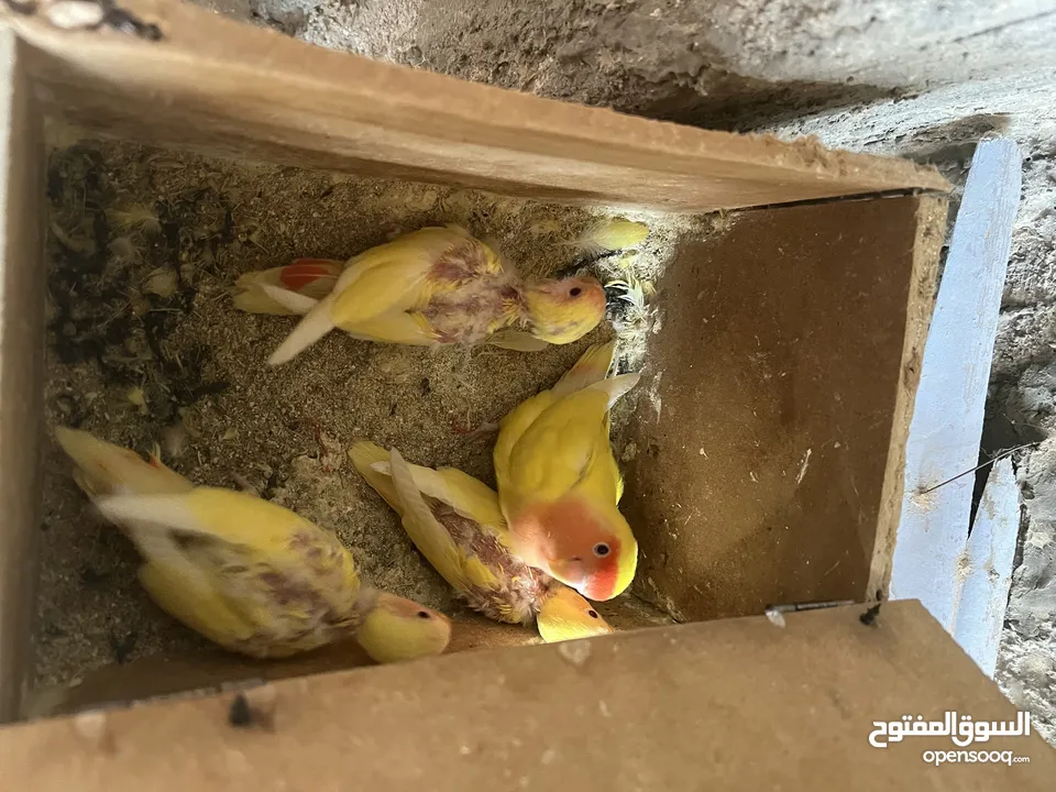 فراخ روز عين حمرا للزق اليدوي
