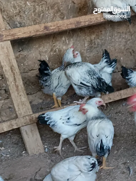 دجاج سايكس إنجليزي
