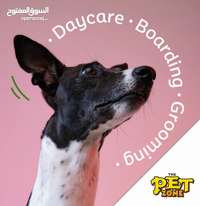 متوفر مجموعه كلاب للبيع